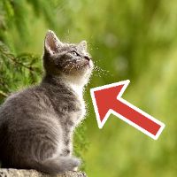 arrow tool on kitten in peaceful forest