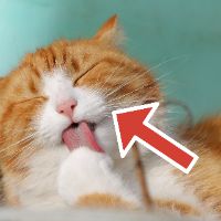 red arrow overlaid on cat licking paw