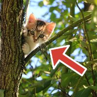 arrow tool applied to kitten in tree