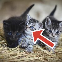 red arrow over 3 kittens