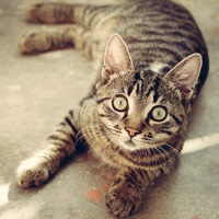 tabby cat