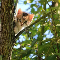 kitten in tree