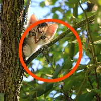 kitten in tree saying hello