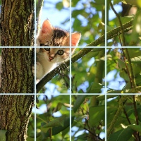 kitten in tree saying hello