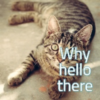 tabby cat with hello text