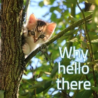 kitten in tree saying hello