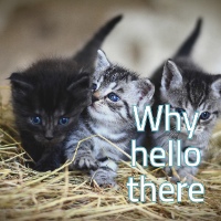 text over 3 kittens