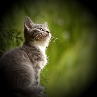 vignette effect on kitten in peaceful forest