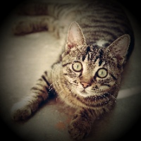 vignette effect over tabby cat staring into camera