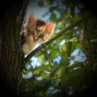 vignette effect on kitten in tree