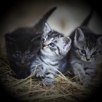 vignette effect over 3 kittens